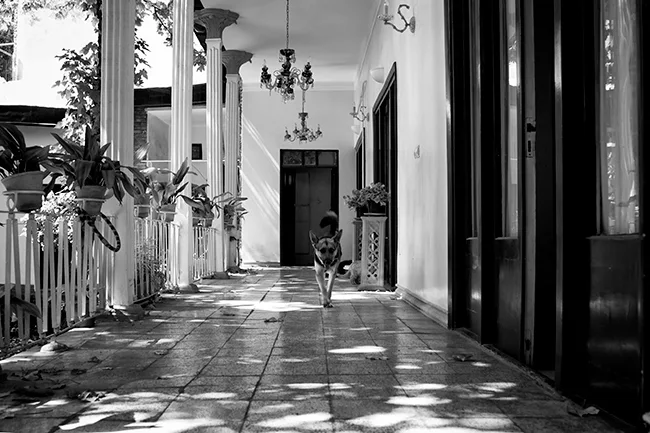 Roya & Arash, wedding photography by Liko Studio, photo 11 of 23